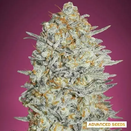 Gelato 33 planta de marihuana