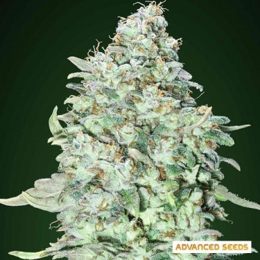 View OG Kush SFV