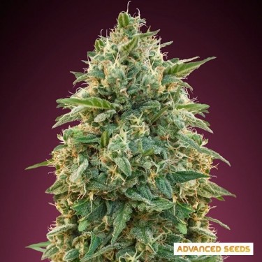 View Amnesia planta de marihuana