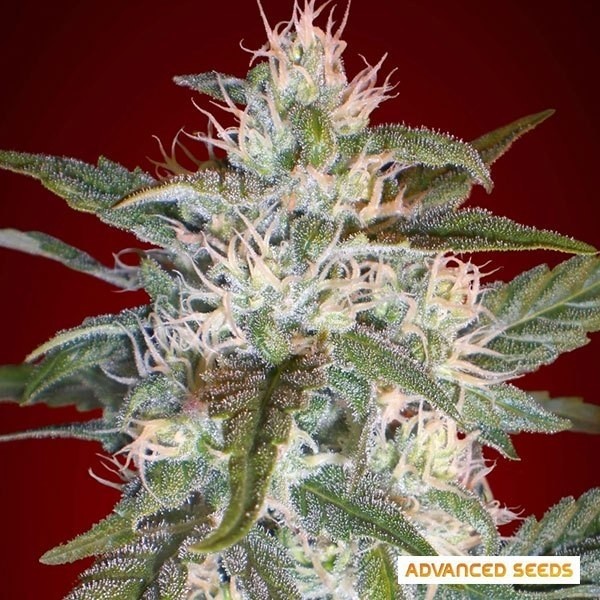 View Kaya 47 planta de marihuana