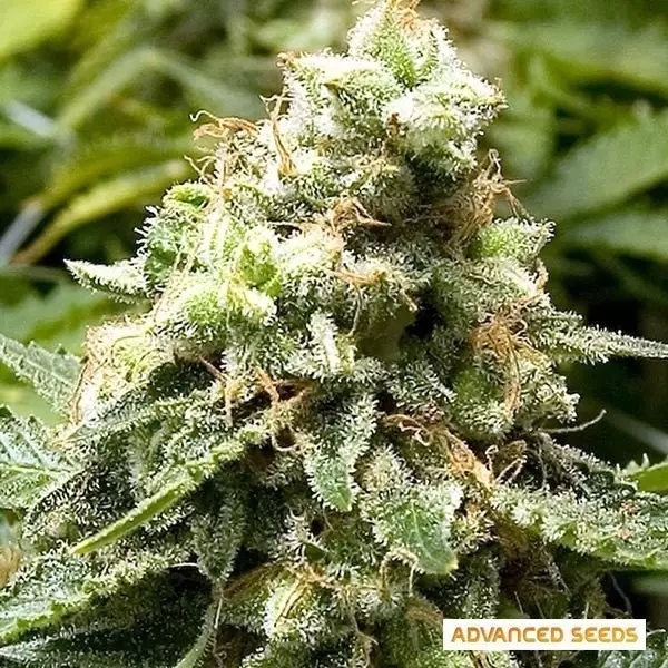 Sicht Early Widow planta de marihuana