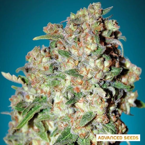 View Critical planta de marihuana