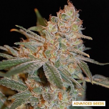View Black Diesel planta de marihuana