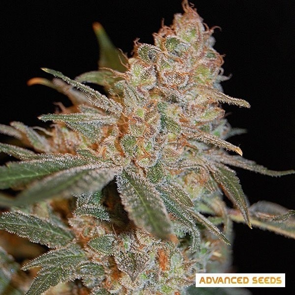 View Black Diesel planta de marihuana