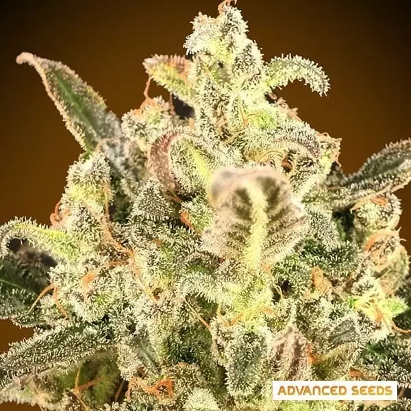 Sicht Auto Biodiesel Mass XXL planta de marihuana