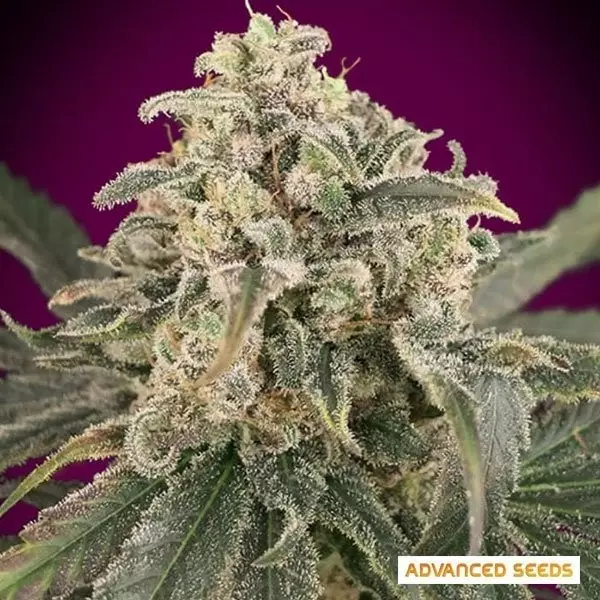 Auto Amnesia XXL Auto Amnesia XXL planta de marihuana