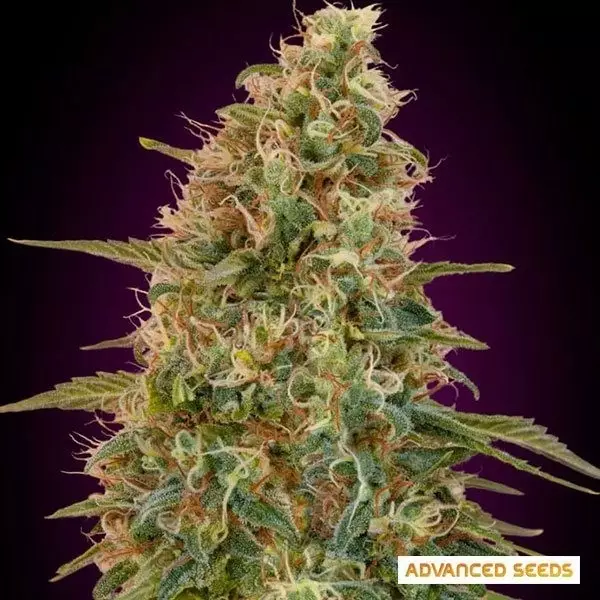 Sicht Auto Zkittlez planta de marihuana