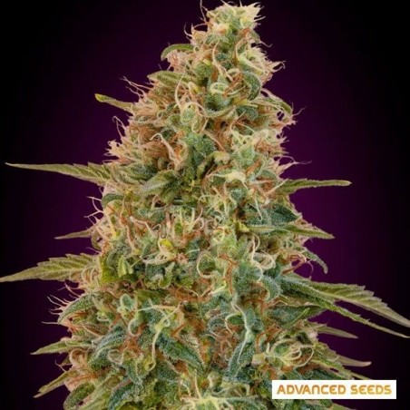 Auto Zkittlez Marihuana-Pflanze