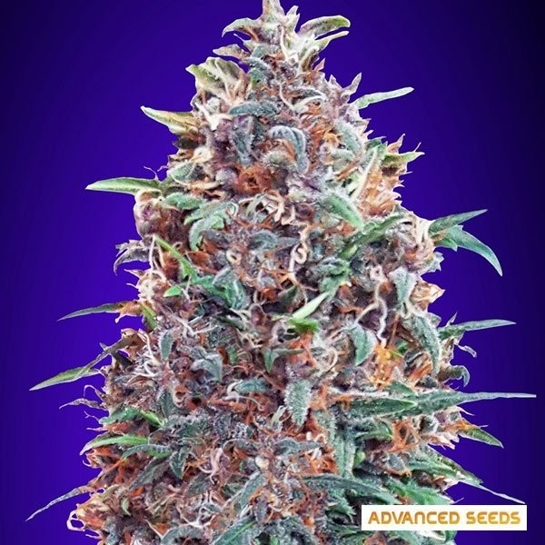 View Auto Purple Diesel planta de marihuana