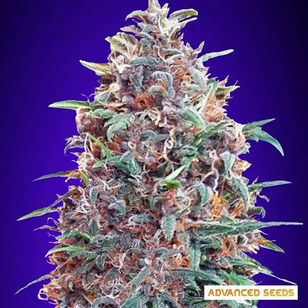 Sicht Auto Purple Diesel planta de marihuana