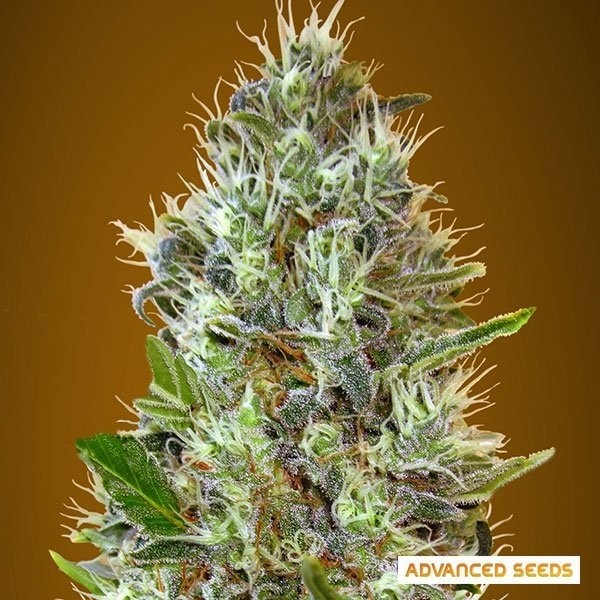 View Auto Somango planta de marihuana