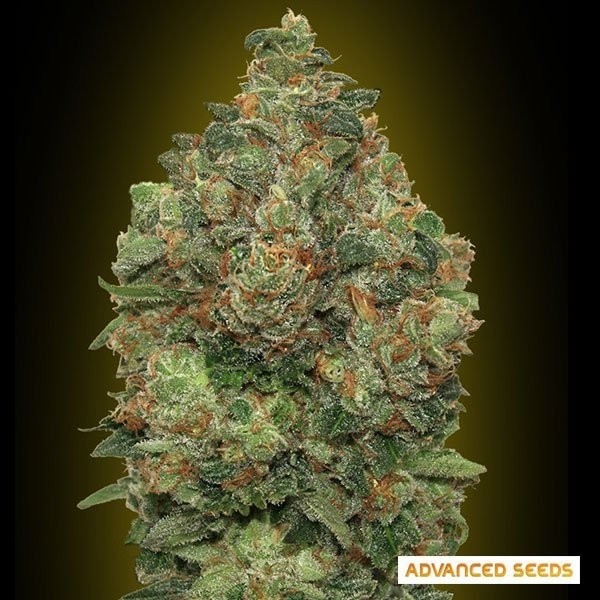 View Auto Critical Soma planta de marihuana
