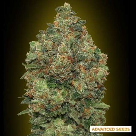 Auto Critical Soma Marihuana-Pflanze