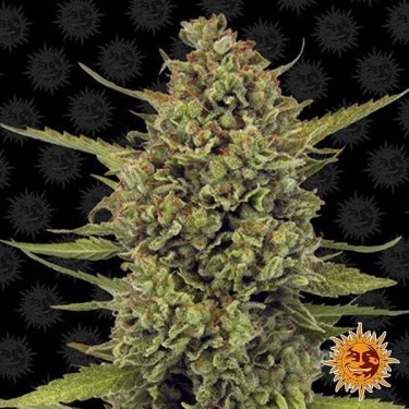 Acapulco Gold planta de marihuana