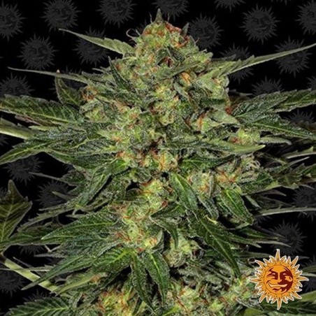 LSD planta de marihuana