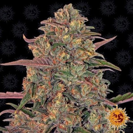 LSD Marihuana-Pflanze