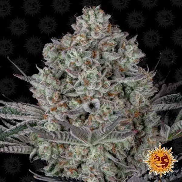 Sicht Dos Si Dos 33 planta de marihuana