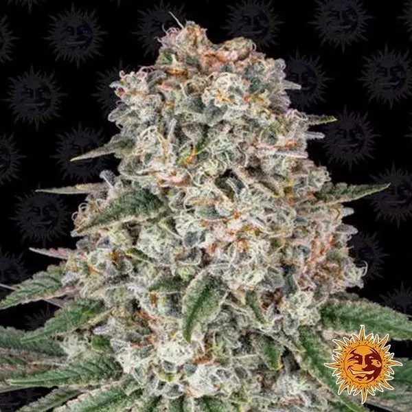 Sicht Tropicanna Banana planta de marihuana