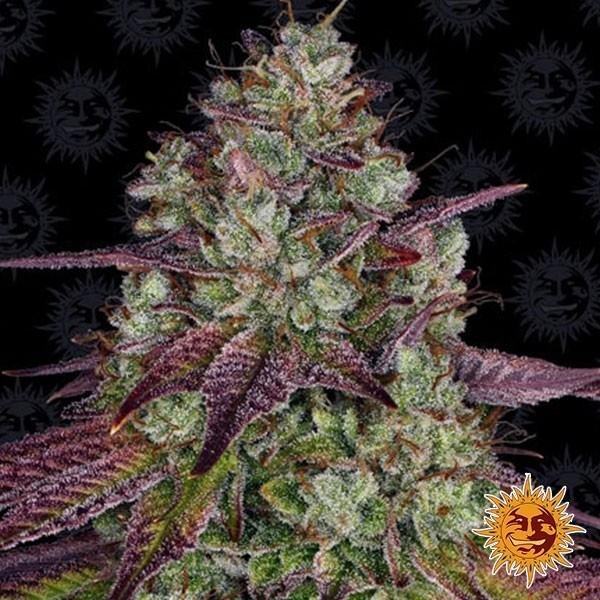 View Mimosa EVO planta de marihuana