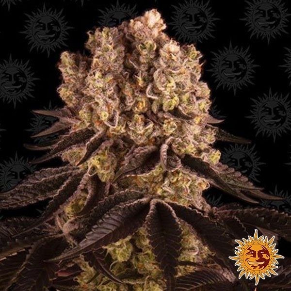 View Purple Punch planta de marihuana