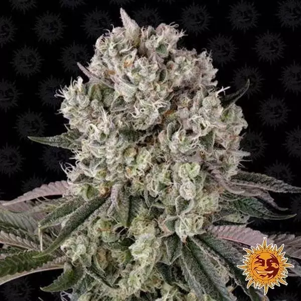 Glookies planta de marihuana