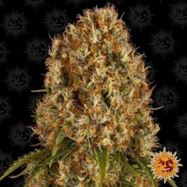 View Orange Sherbert planta de marihuana