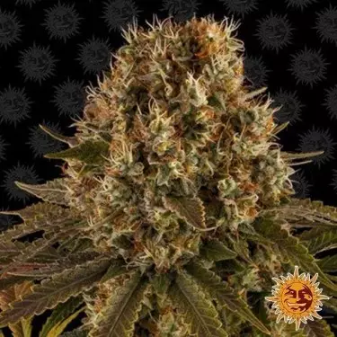 Strawberry Lemonade planta de marihuana