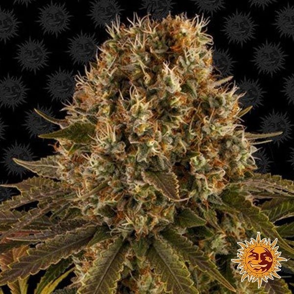 View Strawberry Lemonade planta de marihuana