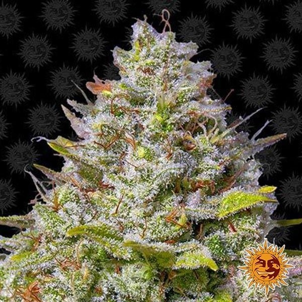 View Blue Gelato 41planta de marihuana