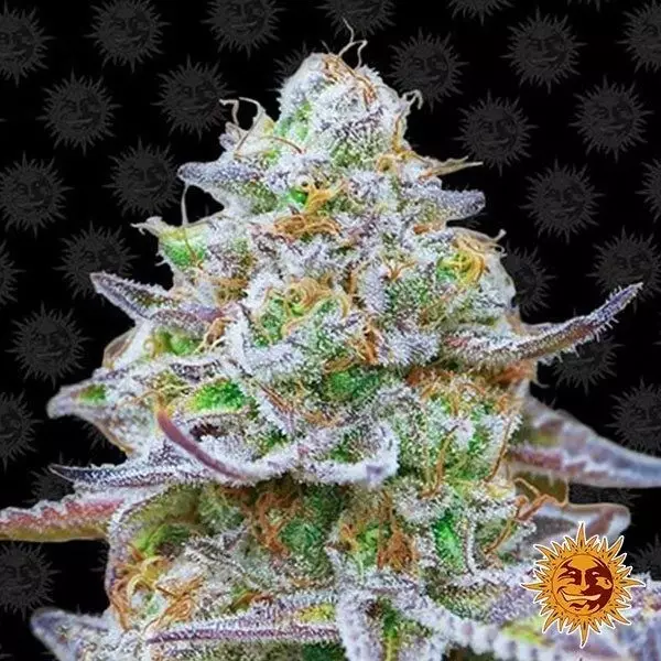 Sicht Gorilla Zkittlez planta de marihuana