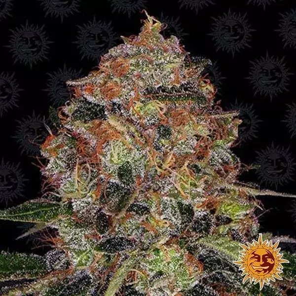 Sicht Shiskaberry planta de marihuana