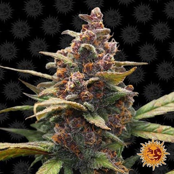View Ayahuasca Purple planta de marihuana