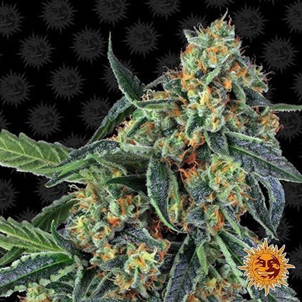 View Cookies Kush