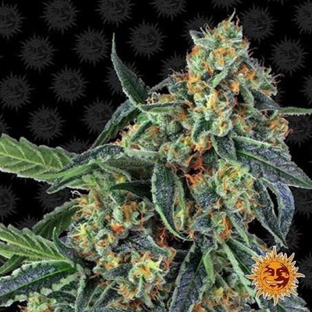 Cookies Kush
