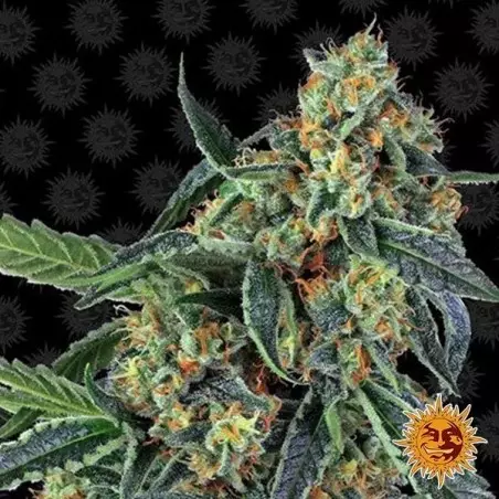 Cookies Kush
