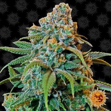 View Liberty Haze planta de marihuana