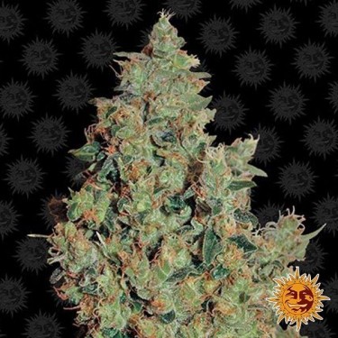 View Tangerine Dream planta de marihuana