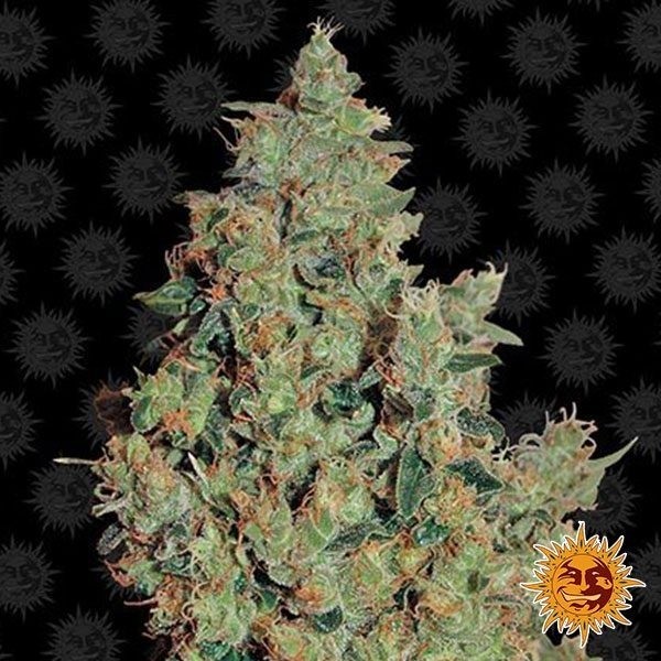 View Tangerine Dream planta de marihuana