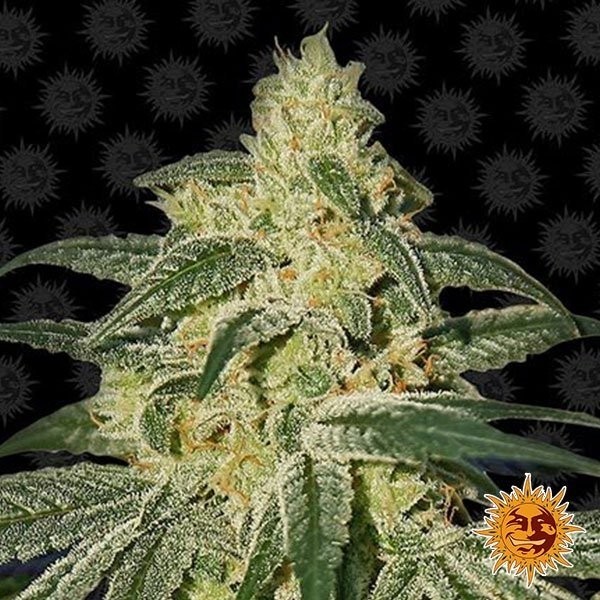View Afghan Hash Plant Regular planta de marihuana