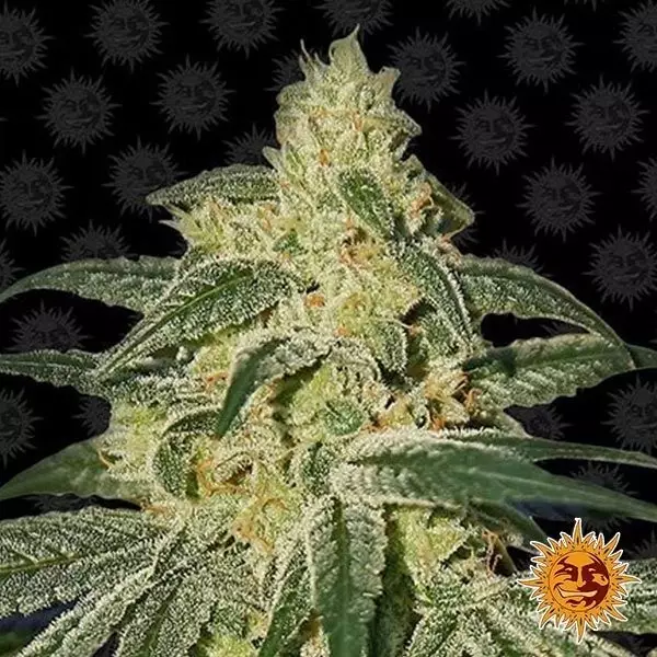 Sicht Afghan Hash Plant Regular planta de marihuana