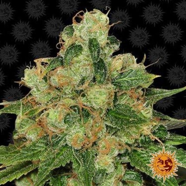 View CBD Caramel Regular planta de marihuana