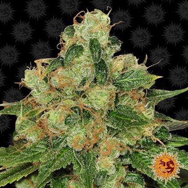 View CBD Caramel Regular planta de marihuana
