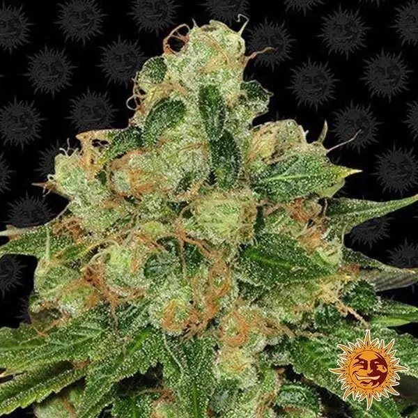 Sicht CBD Caramel Regular planta de marihuana