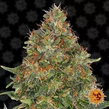 Pineapple Express Auto planta de marihuana