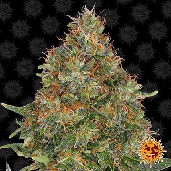 View Pineapple Express Auto planta de marihuana