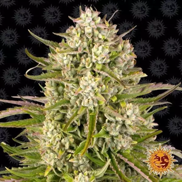 Sicht Wedding Cake Auto embalaje semillas