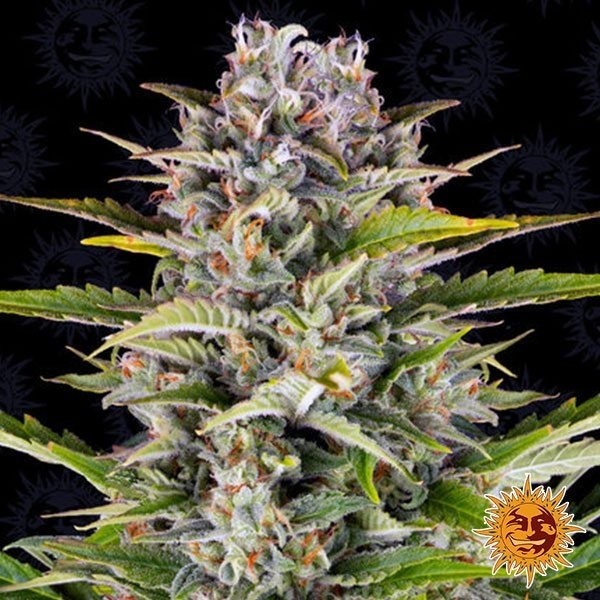 View Gorilla Zkittlez Auto Marihuana-Pflanze
