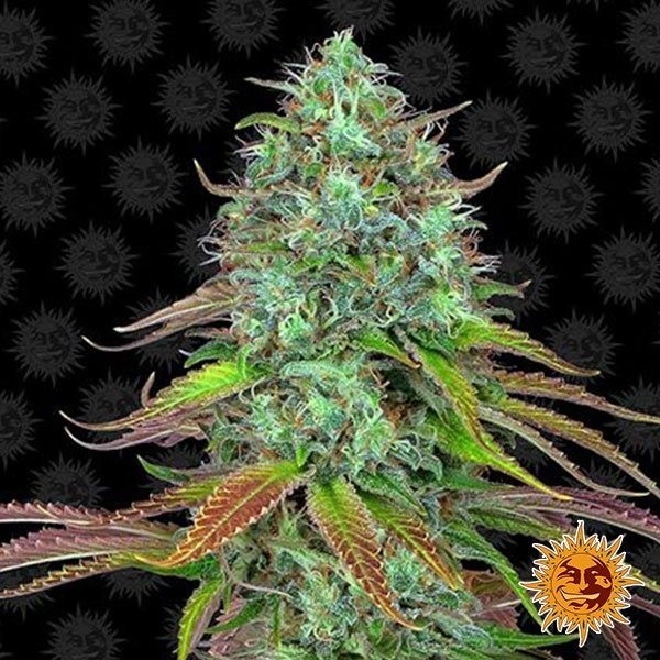 View LSD Auto planta de marihuana