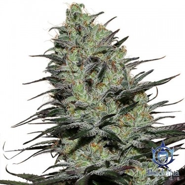 Morpheus planta de marihuana