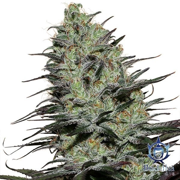 View Morpheus planta de marihuana